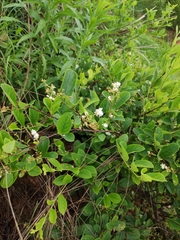 Symplocos paniculata