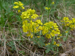 Alyssum montanum gmelinii