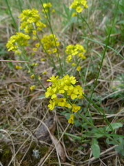 Alyssum montanum gmelinii