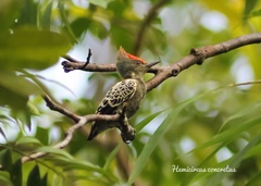Hemicircus concretus sordidus