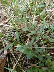 Alyssum montanum gmelinii
