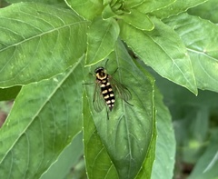 Chrysopilus ornatus