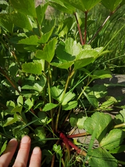 Ligusticum scothicum