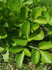 Ligusticum scothicum