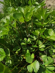 Ligusticum scothicum