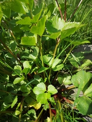 Ligusticum scothicum