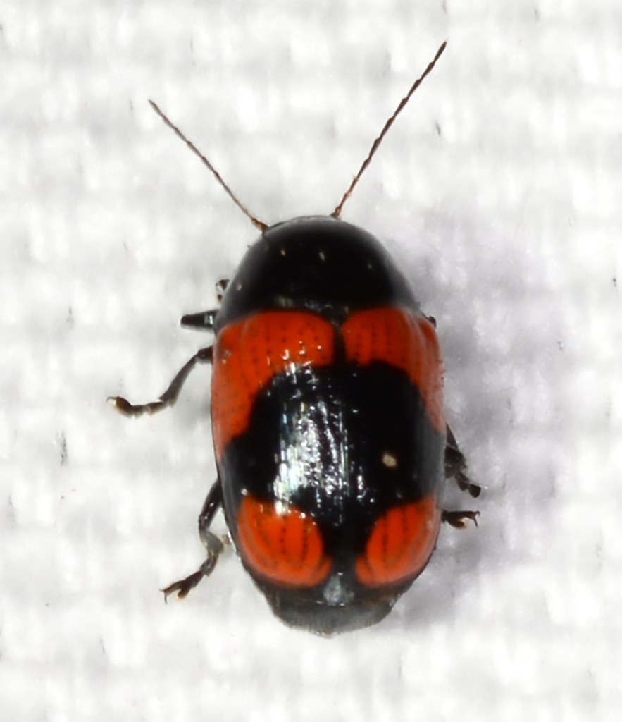 Cryptocephalus notatus in April 2021 by Marcia Morris · iNaturalist