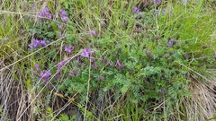Astragalus suffruticosus
