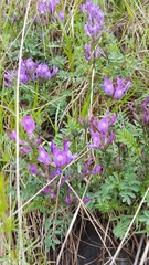 Astragalus suffruticosus