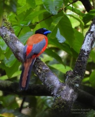 Harpactes duvaucelii