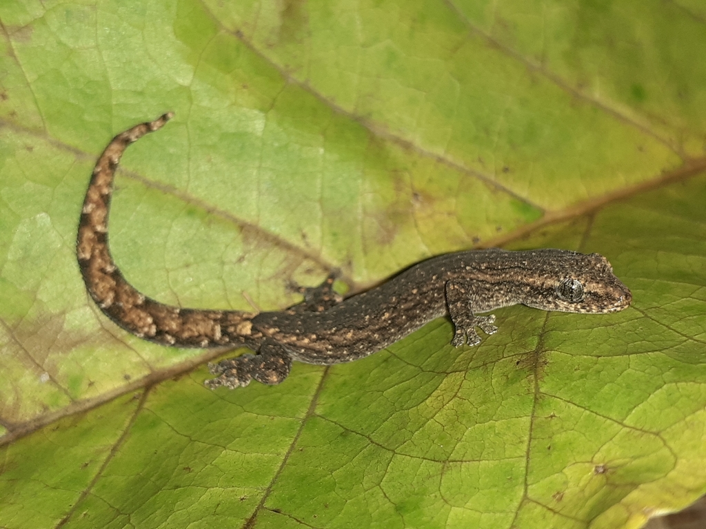 Bangalore Slender Gecko