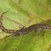 Jnana Slender Gecko - Photo (c) Aditya Satish, some rights reserved (CC BY-NC), uploaded by Aditya Satish