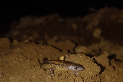 Tytthoscincus temmincki