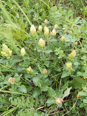 Scutellaria caucasica