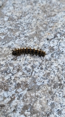 Hemileuca eglanterina