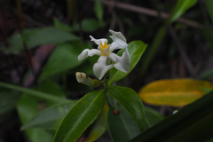 Melodinus suaveolens
