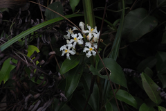 Melodinus suaveolens