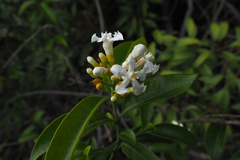 Melodinus suaveolens