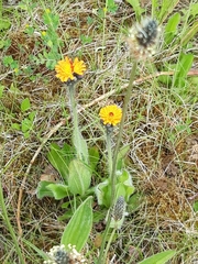 Pilosella aurantiaca