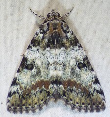 Catocala connubialis