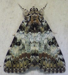 Catocala connubialis