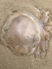Rhizostomatoidea