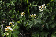Melodinus suaveolens