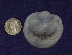 Anodontia alba