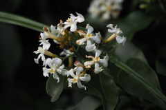 Melodinus suaveolens