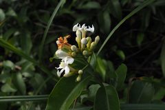 Melodinus suaveolens
