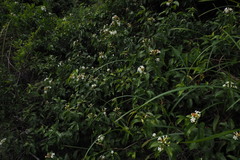 Melodinus suaveolens