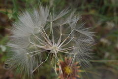 Tragopogon castellanus