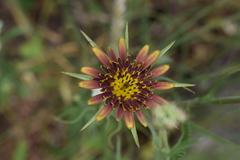 Tragopogon castellanus