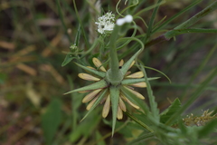 Tragopogon castellanus