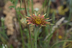 Tragopogon castellanus