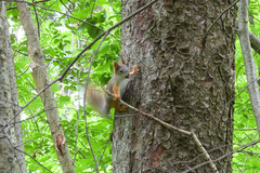 Sciurus vulgaris
