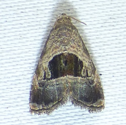 Rectangular Tripudia Moth photo 4