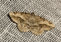 Chiasmia aestimaria