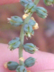 Schoenocaulon dubium