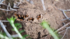 Microhodotermes viator