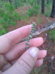 Schoenocaulon dubium