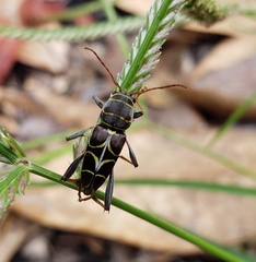 Neoclytus scutellaris