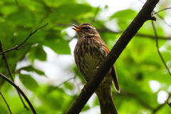 Turdus iliacus