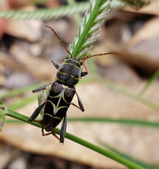 Neoclytus scutellaris