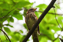 Turdus iliacus
