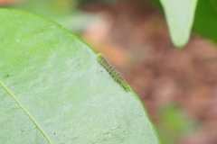Lepidoptera