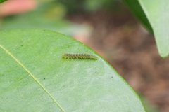 Lepidoptera