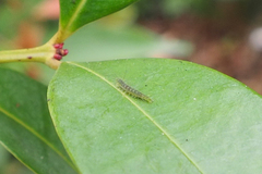 Lepidoptera