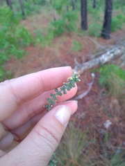 Schoenocaulon dubium