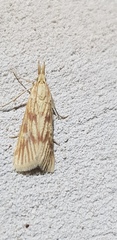 Polyocha venosa